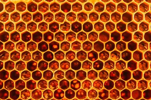 Front View of Dark Honeycombs Filled with Bee Honey Extreme Close Up Stock Photos