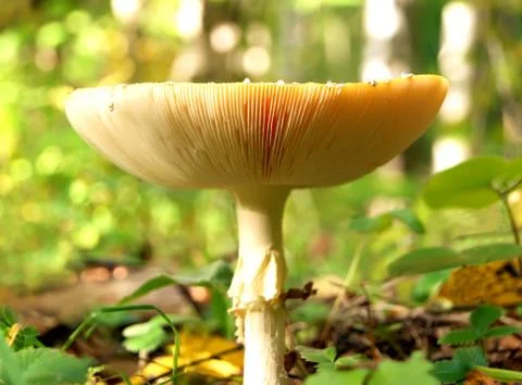 Front view of death cap Stock Photos