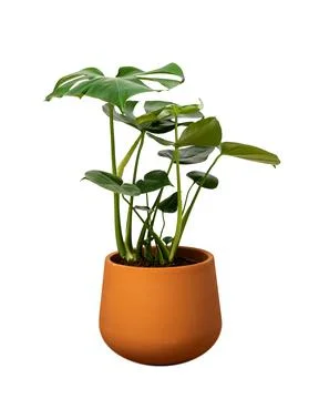 Front view of a Delicious monstera or Adam's rib in a ceramic pot on isolated Stock Photos