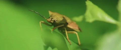 Front view of a Dolycoris baccarum, the sloe bug in a forest Stock Footage 251683925