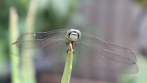 Front view of a dragonfly perched on Aloe Vera plant Stock Footage 270475667