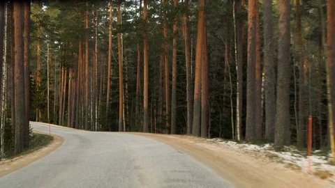Front view from driving car on road in pine tree forest Stock Footage 72535057