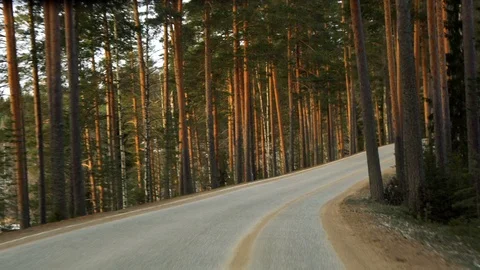 Front view from driving car on road in pine tree forest Vídeos de archivo 72535296