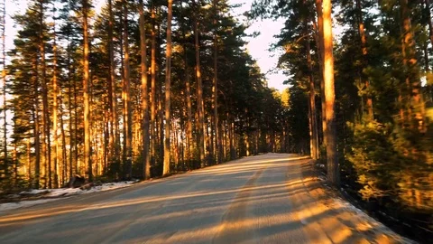 Front view from driving car on road in pine tree forest Vídeo Stock 72535847