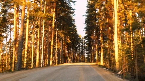 Front view from driving car on road in pine tree forest Stock Footage 72536235