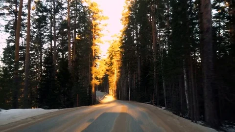 Front view from driving car on road in pine tree forest Video stock 72536967