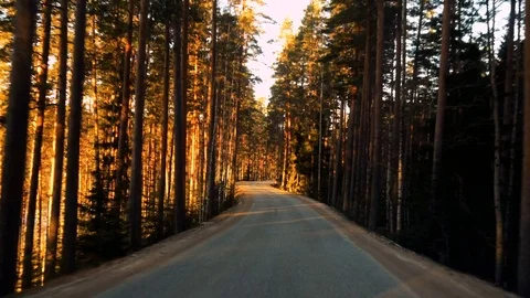 Front view from driving car on road in pine tree forest Stock Footage 72537267