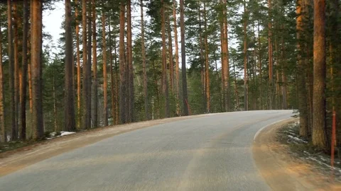 Front view from driving car on road in pine tree forest Stock Footage 72537716