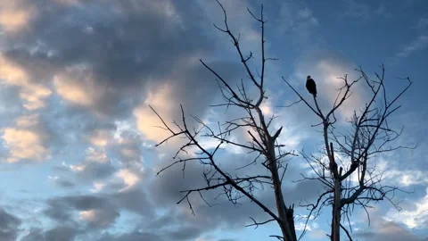 Front View of Eagle in Tree 動画素材 252149508