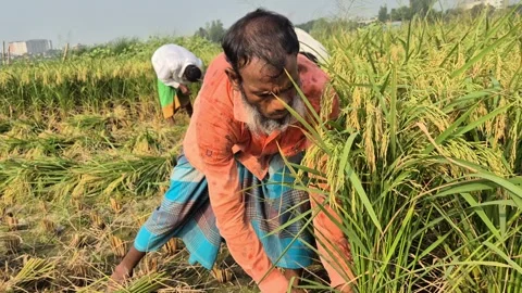 Front View Of Elderly Farmer Harvesting Ripe Rice Paddy In Bangladesh Vidéo 338437988