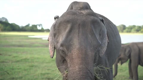 Front view of elephant eating grass with his nose in the savannah Stock Footage 267620003