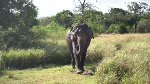 Front view of an elephant eating herbs alone in the savannah at morning. Stock Footage 267697425