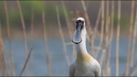 Front View of Eurasian Spoonbill with Unique Spatulate Bill Video stock 328780031