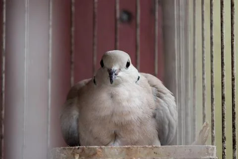 The front view of the face of a pigeon that is incubating its eggs behind t.. Stock Photos