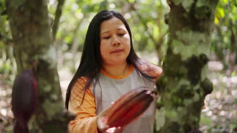 Front view of female cacao farmer harvesting cocoa pod. Medium shot Stock Footage 221674565