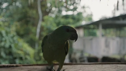 Front View Of A Festive Amazon Parrot Bird Walking On Window Sill. close up Stock Footage 218382765