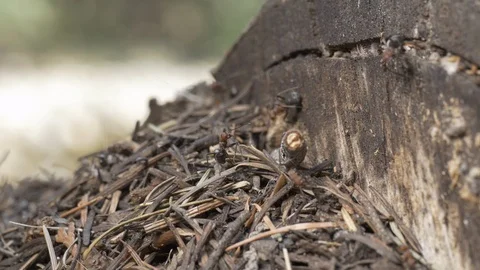 Front view- fire ants communicating working hard in the forest 4k. 動画素材 96368175