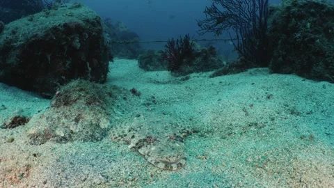 Front view of a flathead fish camouflaged and resting on the white sandy sea Stock Footage 346530810