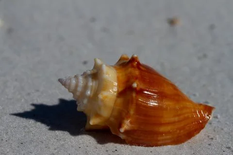 Front view of a Florida fighting conch, Strombus alatus, found on a beach Stock Photos