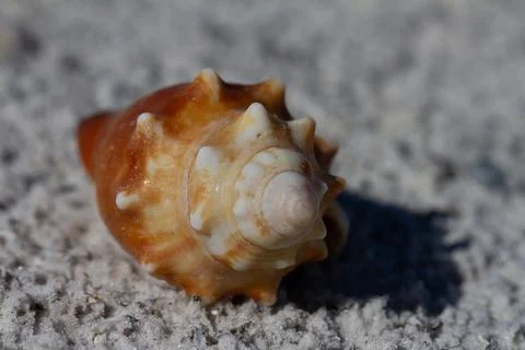 Front view of a Florida fighting conch, Strombus alatus, found on a beach Stock Photos