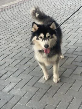 Front View of Fluffy Husky Walking on Pavement Fotos de archivo