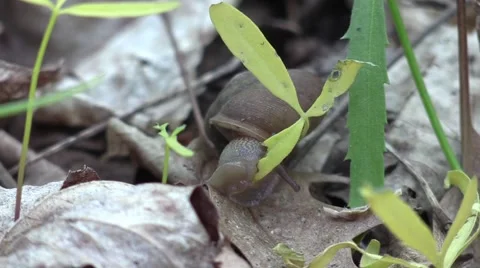 Front view of forest snail eating plants very close view Stock Footage 58957783