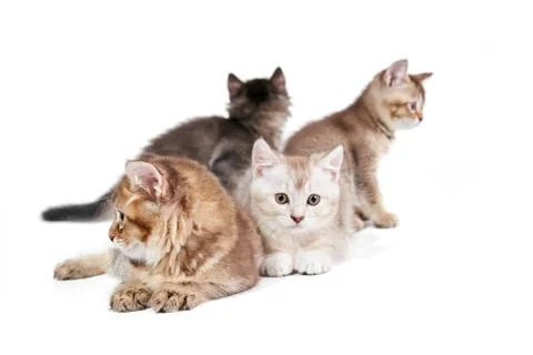 Front view of four kittens. Stock Photos