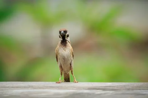 Front view of full body eurasian tree sparrow with green blur background Stock-Fotos
