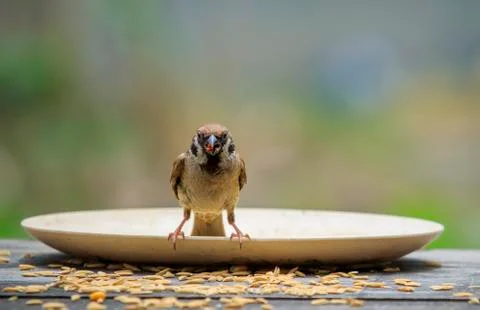 Front view of full body eurasian tree sparrow with green blur background Stock-Fotos