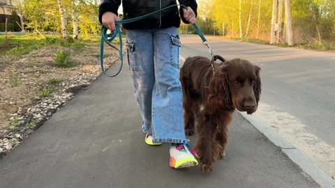 Front view of a funny spaniel walking with the owner, a child walks with his dog Stock Footage 240854965