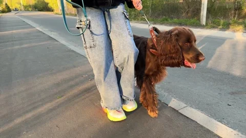 Front view of a funny spaniel walking with the owner, a child walks with his dog Stock Footage 240854992
