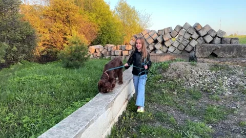 Front view of a funny spaniel walking with its owner, a cute dog runs in the 스톡 동영상 242181219
