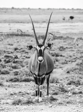 Front view of gemsbok in african savanna Stock Photos