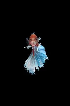 Front view Giant Halfmoon Rosetail in red blue white betta siamese fighting fish Stock Photos