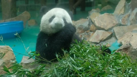 Front view of giant panda eating bamboo Video stock 113923033