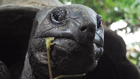 Front View of Giant Tortoise Chewing Leaf Stem Video stock 341009725