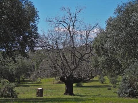 Front view of gigantic oak 写真素材