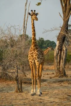 Front view of giraffe in game drive Foto stock