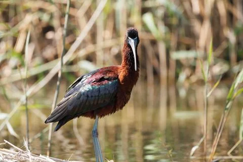 Front view of a Glossy Ibis looking at camera in El Hondo Foto stock