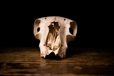 Front view of goat's skull Foto stock