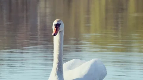 Front view of a graceful swan floating in the water Vídeos de archivo 268727370