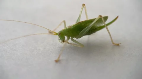 Front View of Grasshopper Background Stock Footage 280701282