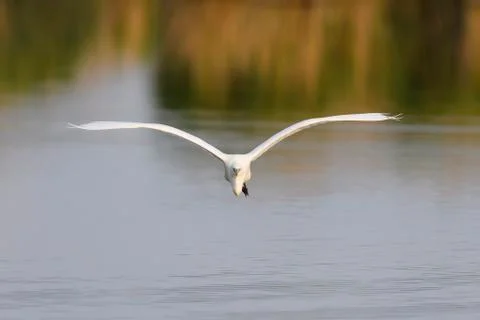 Front view of a great white egret (Ardea alba) in flight over Lake Neusiedl in Stock Photos
