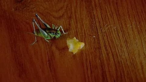Front view of green grasshopper eating junk food (chips) . 库存影片 94141924
