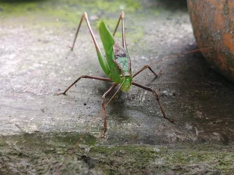 Front view of a green katidid grasshopper on mossy concrete Stock Photos