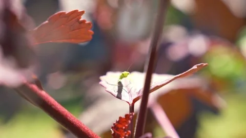 Front View Of Green Praying Mantis Sitting On Sunlit Leaf With Red Stem Against Stock Footage 333660836