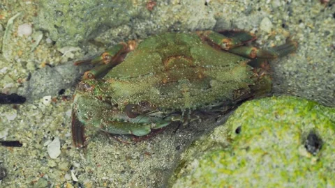 Front View of Green Shore Crab Camouflaged on Sandy Seafloor Vidéo 340869095