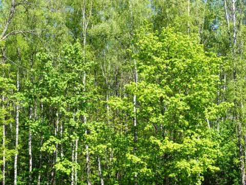 Front view of green trees in forest on sunny day Stock Photos