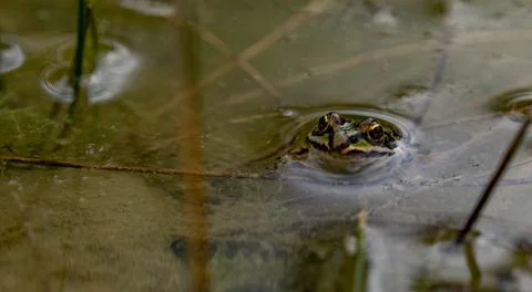 Front View of a Green Water Frog Peeking Out of a Murky Pond Stockfoto's