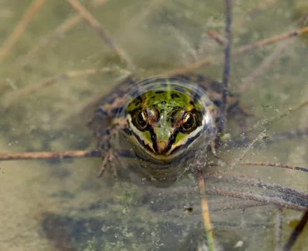 Front View of a Green Water Frog Peeking Out of a Murky Pond Stock Photos
